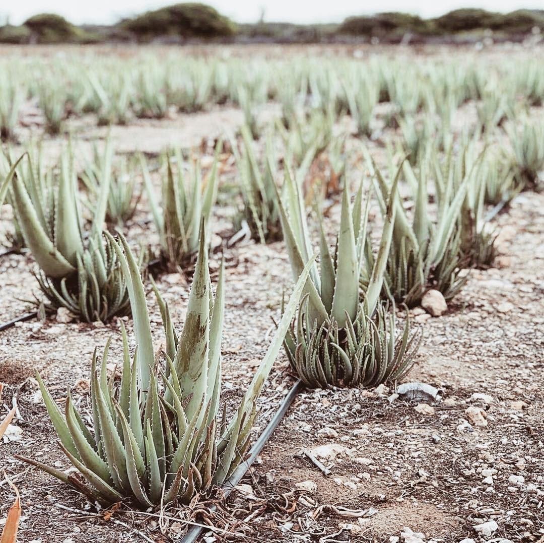 Top 4 Reasons to visit Aruba